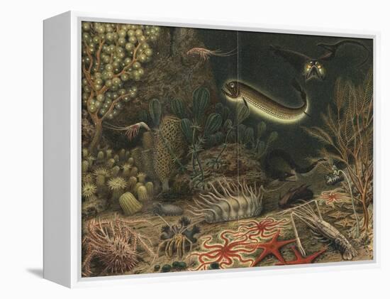 Artist's impression of deep sea scene with luminous fishes, 1903. Artist: Unknown-Unknown-Framed Premier Image Canvas