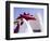 Artistic Blur, Route 66, Seligman, Arizona, USA-Julian McRoberts-Framed Photographic Print