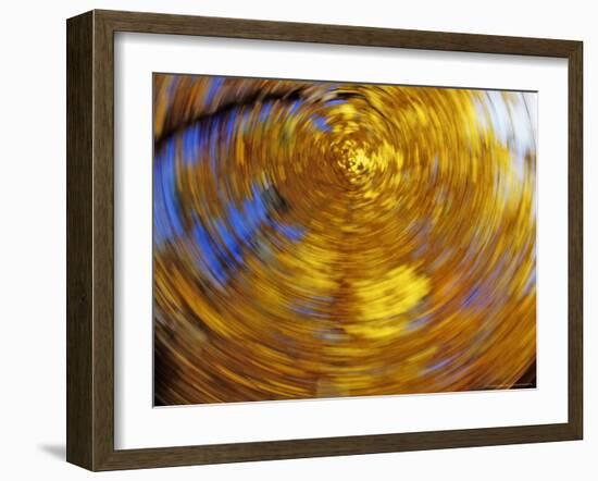 Artistic Look at Sugar Maple Forest, Tamarac National Wildlife Refuge, Minnesota, USA-Chuck Haney-Framed Photographic Print