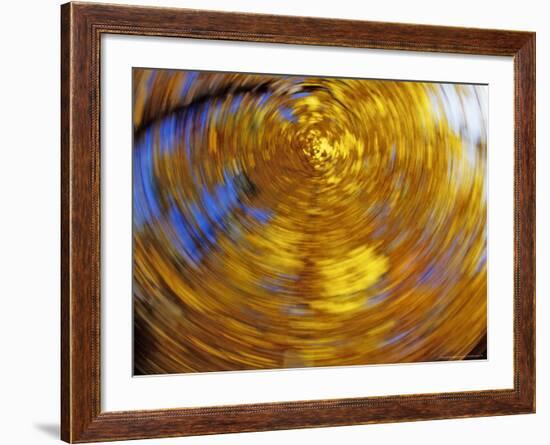 Artistic Look at Sugar Maple Forest, Tamarac National Wildlife Refuge, Minnesota, USA-Chuck Haney-Framed Photographic Print