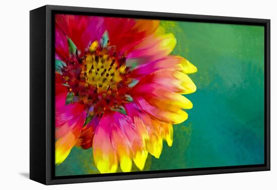 Artistic Rendition of Indian Blanket Flower-Rona Schwarz-Framed Premier Image Canvas