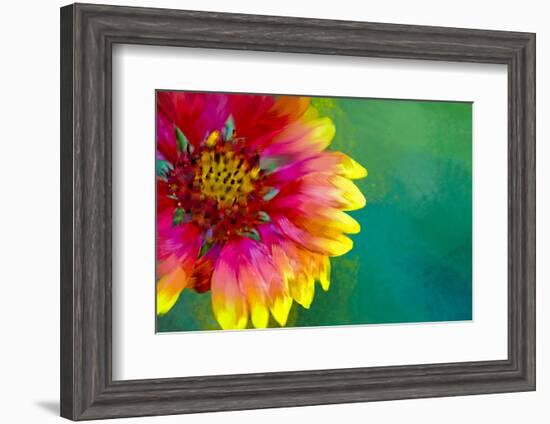 Artistic Rendition of Indian Blanket Flower-Rona Schwarz-Framed Photographic Print