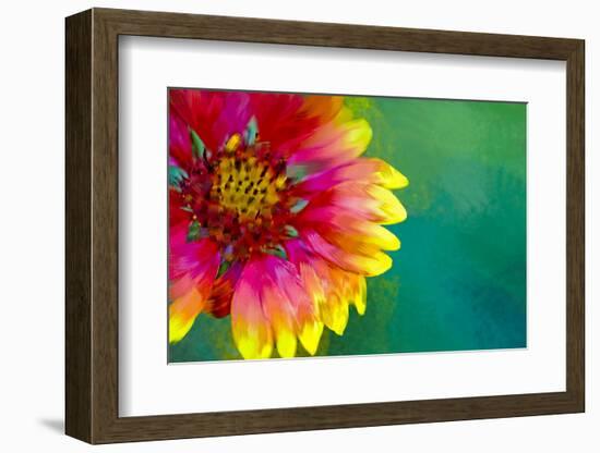 Artistic Rendition of Indian Blanket Flower-Rona Schwarz-Framed Photographic Print