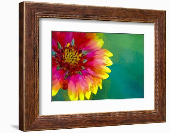 Artistic Rendition of Indian Blanket Flower-Rona Schwarz-Framed Photographic Print