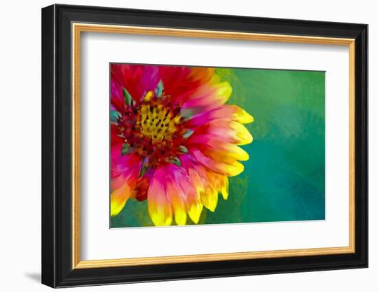 Artistic Rendition of Indian Blanket Flower-Rona Schwarz-Framed Photographic Print