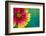 Artistic Rendition of Indian Blanket Flower-Rona Schwarz-Framed Photographic Print