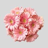 Bouquet of Pink Gerberas-artjazz-Photographic Print