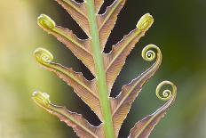 Close-Up of a Giant Fern on a Sunny Morning in Brazil Frond, Fiddlehead-ArtmannWitte-Photographic Print
