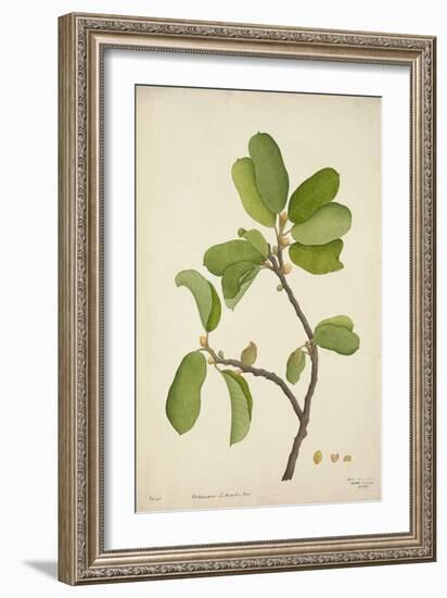 Artocarpus Lakoocha Roxb, 1800-10-null-Framed Giclee Print