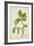 Artocarpus Lakoocha Roxb, 1800-10-null-Framed Giclee Print