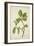 Artocarpus Lakoocha Roxb, 1800-10-null-Framed Giclee Print