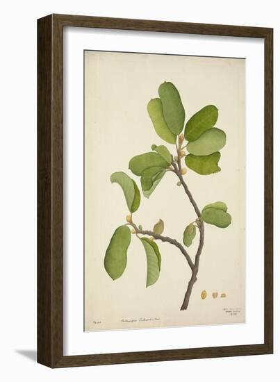 Artocarpus Lakoocha Roxb, 1800-10-null-Framed Giclee Print