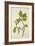 Artocarpus Lakoocha Roxb, 1800-10-null-Framed Giclee Print