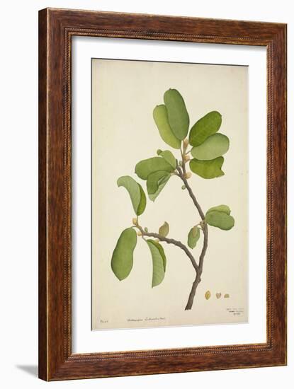 Artocarpus Lakoocha Roxb, 1800-10-null-Framed Giclee Print