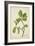 Artocarpus Lakoocha Roxb, 1800-10-null-Framed Giclee Print