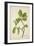 Artocarpus Lakoocha Roxb, 1800-10-null-Framed Giclee Print