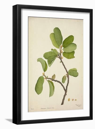 Artocarpus Lakoocha Roxb, 1800-10-null-Framed Giclee Print