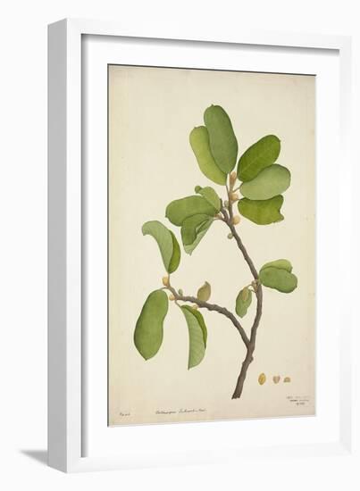 Artocarpus Lakoocha Roxb, 1800-10-null-Framed Giclee Print