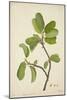 Artocarpus Lakoocha Roxb, 1800-10-null-Mounted Giclee Print