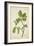 Artocarpus Lakoocha Roxb, 1800-10-null-Framed Giclee Print
