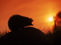Hedgehog (Erinaceus Europaeus) Silhouette at Sunset, Poland, Europe-Artur Tabor-Mounted Photographic Print