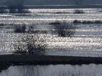 Sunlight on Flooded Wetlands in Spring, Biebrzanski National Park, Poland-Artur Tabor-Framed Photographic Print