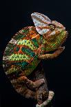 Yemen Chameleon-arturasker-Photographic Print