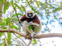Coquerel's Sifaka, Madagascar Wildlife-Artush-Premier Image Canvas