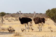 Gemsbok, Oryx Gazella-Artush-Mounted Photographic Print