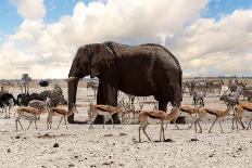 Portrait of African Elephants with Dusk Sky, Etosha National Park Ombika Kunene, Namibia, Wildlife-Artush-Photographic Print