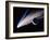 Artwork of a Comet Passing the Earth-Joe Tucciarone-Framed Photographic Print