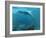 Artwork of a Plesiosaur Dinosaur Hunting-Chris Butler-Framed Photographic Print