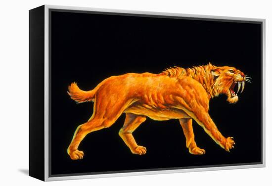 Artwork of a Sabre-toothed Cat (Smilodon Sp.)-Joe Tucciarone-Framed Premier Image Canvas