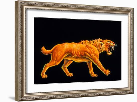 Artwork of a Sabre-toothed Cat (Smilodon Sp.)-Joe Tucciarone-Framed Photographic Print