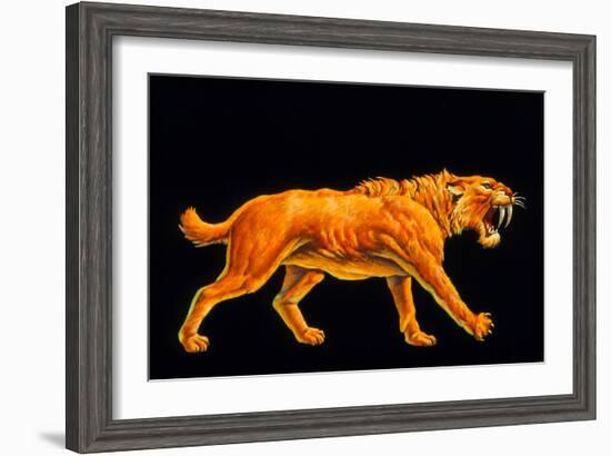 Artwork of a Sabre-toothed Cat (Smilodon Sp.)-Joe Tucciarone-Framed Photographic Print