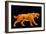 Artwork of a Sabre-toothed Cat (Smilodon Sp.)-Joe Tucciarone-Framed Photographic Print