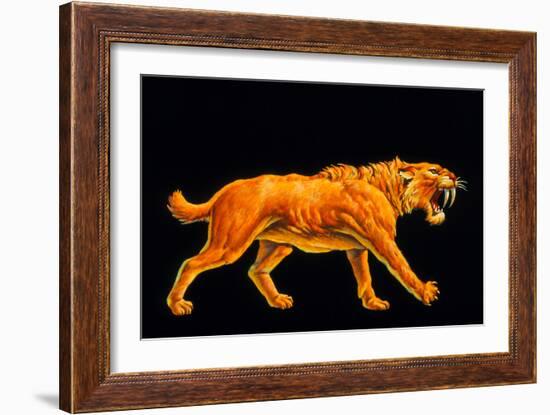 Artwork of a Sabre-toothed Cat (Smilodon Sp.)-Joe Tucciarone-Framed Photographic Print