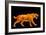 Artwork of a Sabre-toothed Cat (Smilodon Sp.)-Joe Tucciarone-Framed Photographic Print