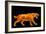 Artwork of a Sabre-toothed Cat (Smilodon Sp.)-Joe Tucciarone-Framed Photographic Print