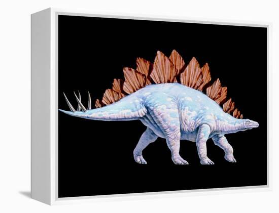 Artwork of Stegosaurus Dinosaur, Stegosaurus Sp.-Joe Tucciarone-Framed Premier Image Canvas