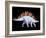 Artwork of Stegosaurus Dinosaur, Stegosaurus Sp.-Joe Tucciarone-Framed Photographic Print