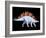 Artwork of Stegosaurus Dinosaur, Stegosaurus Sp.-Joe Tucciarone-Framed Photographic Print