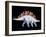 Artwork of Stegosaurus Dinosaur, Stegosaurus Sp.-Joe Tucciarone-Framed Photographic Print