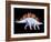 Artwork of Stegosaurus Dinosaur, Stegosaurus Sp.-Joe Tucciarone-Framed Photographic Print