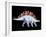 Artwork of Stegosaurus Dinosaur, Stegosaurus Sp.-Joe Tucciarone-Framed Photographic Print