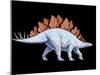 Artwork of Stegosaurus Dinosaur, Stegosaurus Sp.-Joe Tucciarone-Mounted Photographic Print