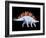 Artwork of Stegosaurus Dinosaur, Stegosaurus Sp.-Joe Tucciarone-Framed Photographic Print