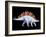 Artwork of Stegosaurus Dinosaur, Stegosaurus Sp.-Joe Tucciarone-Framed Photographic Print