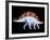 Artwork of Stegosaurus Dinosaur, Stegosaurus Sp.-Joe Tucciarone-Framed Photographic Print