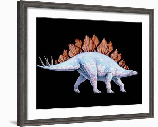 Artwork of Stegosaurus Dinosaur, Stegosaurus Sp.-Joe Tucciarone-Framed Photographic Print